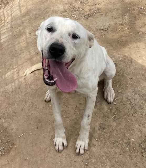 Cubra Cagnolona Incrocio Dogo